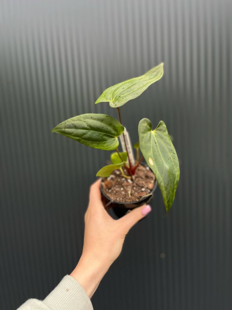 Anthurium Amazon Fox ‘inverse crossing’ x Anthurium Papilillaminum