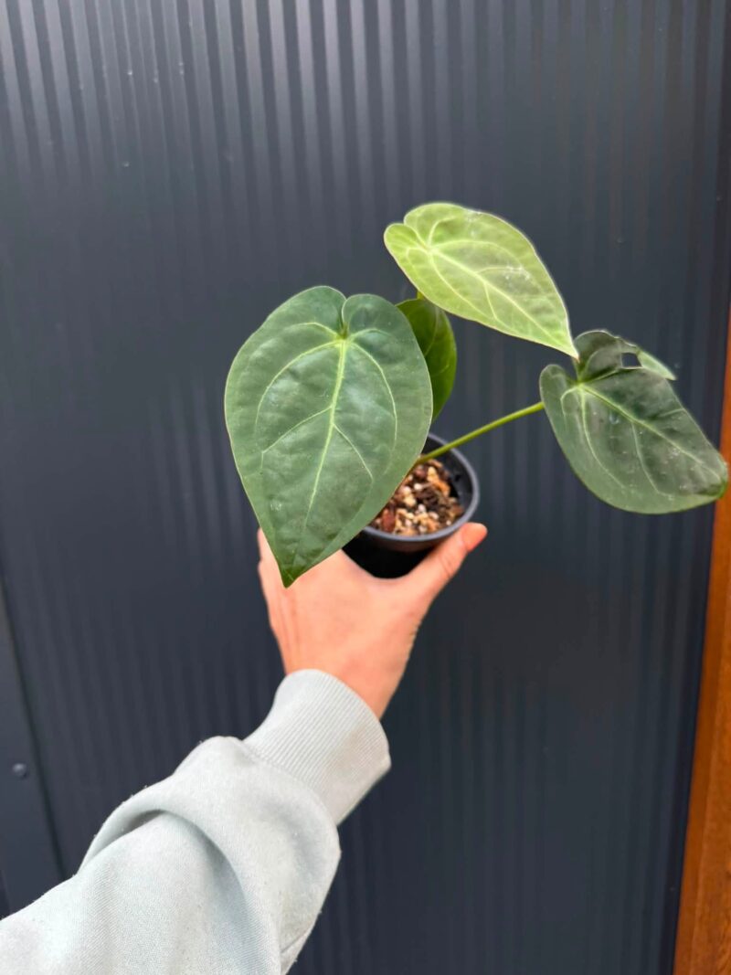 Anthurium Silver Blush x Anthurium Papillilaminum