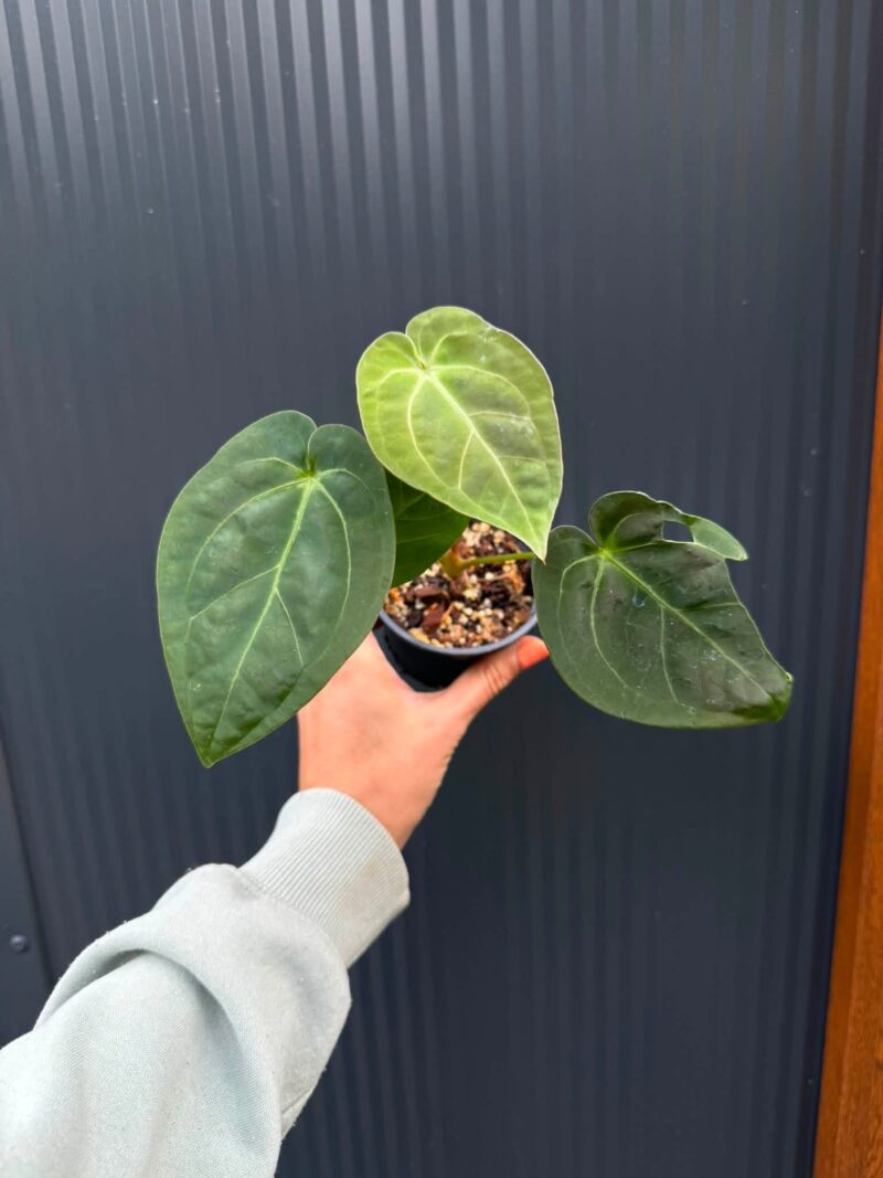 Anthurium Silver Blush x Anthurium Papillilaminum