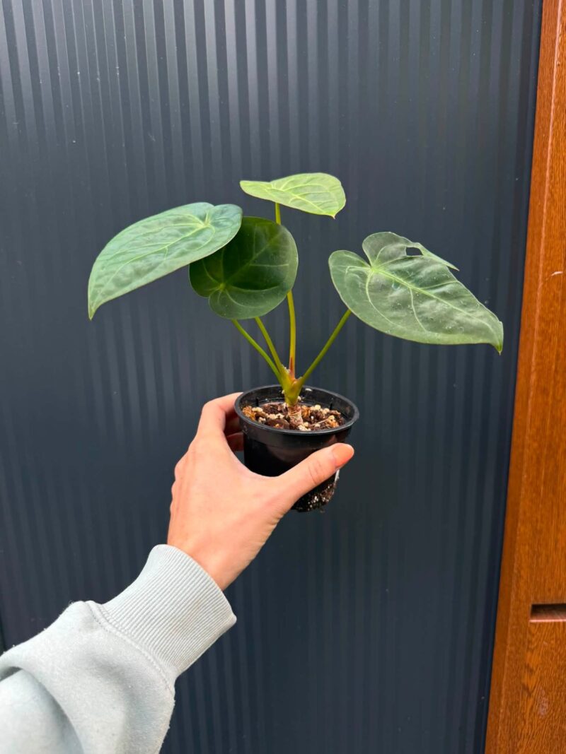 Anthurium Silver Blush x Anthurium Papillilaminum