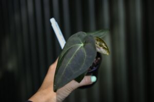 Anthurium Forgetii x Andean Moon