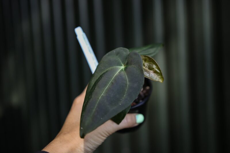 Anthurium Forgetii x Andean Moon