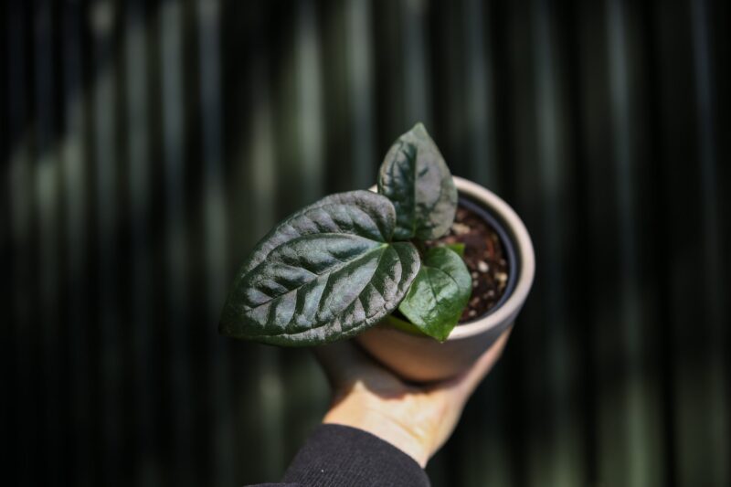 Anthurium Halloween Night