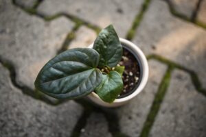 Anthurium Halloween Night