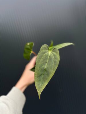 Anthurium Amazon Fox ‘inverse crossing’ x Anthurium Papilillaminum