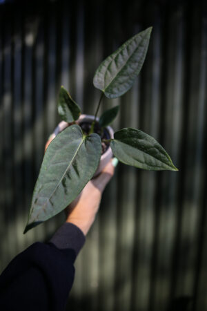 Anthurium Crystal Queen x Luxurians