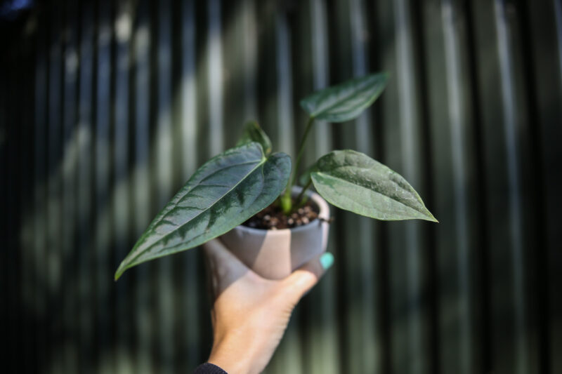Anthurium Crystal Queen x Luxurians