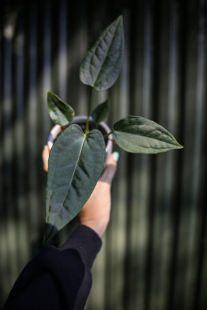 Anthurium Crystal Queen x Luxurians
