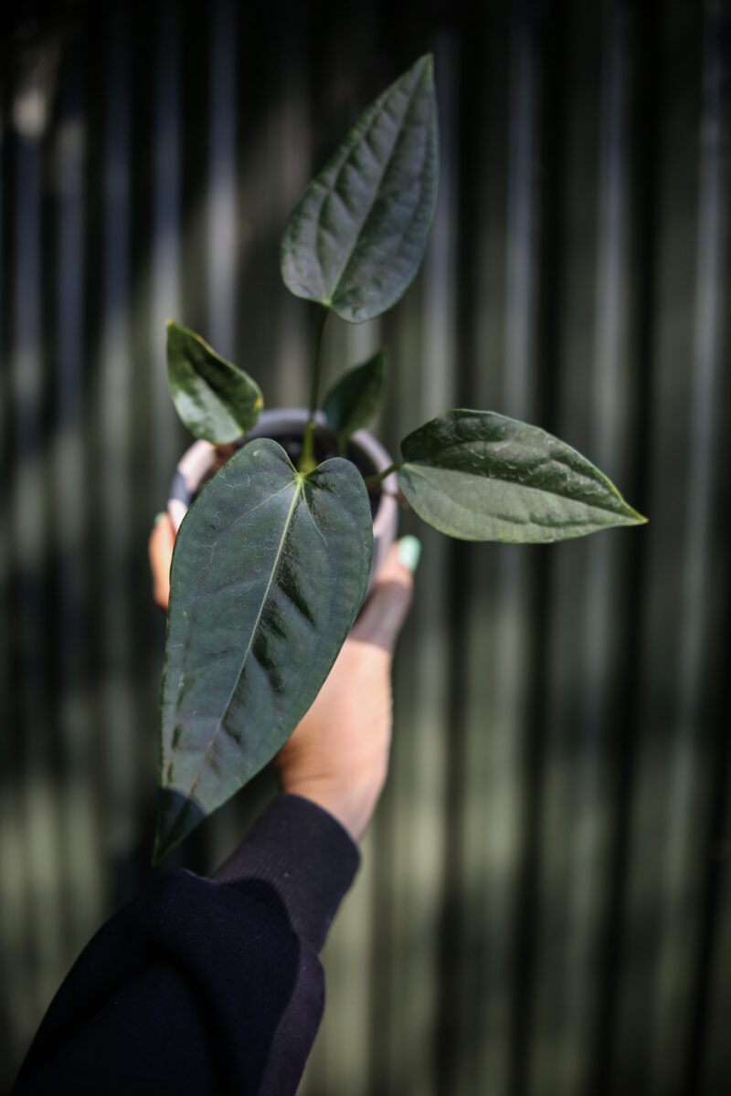 Anthurium Crystal Queen x Luxurians