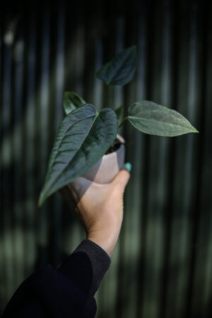 Anthurium Crystal Queen x Luxurians