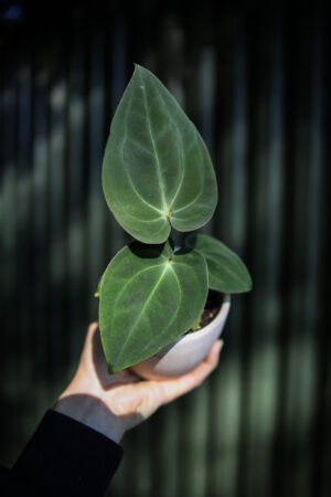 Anthurium Forgetii x Anthurium Papillilaminum