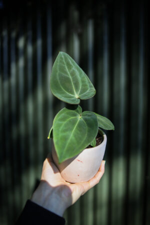 Anthurium Forgetii x Anthurium Papillilaminum