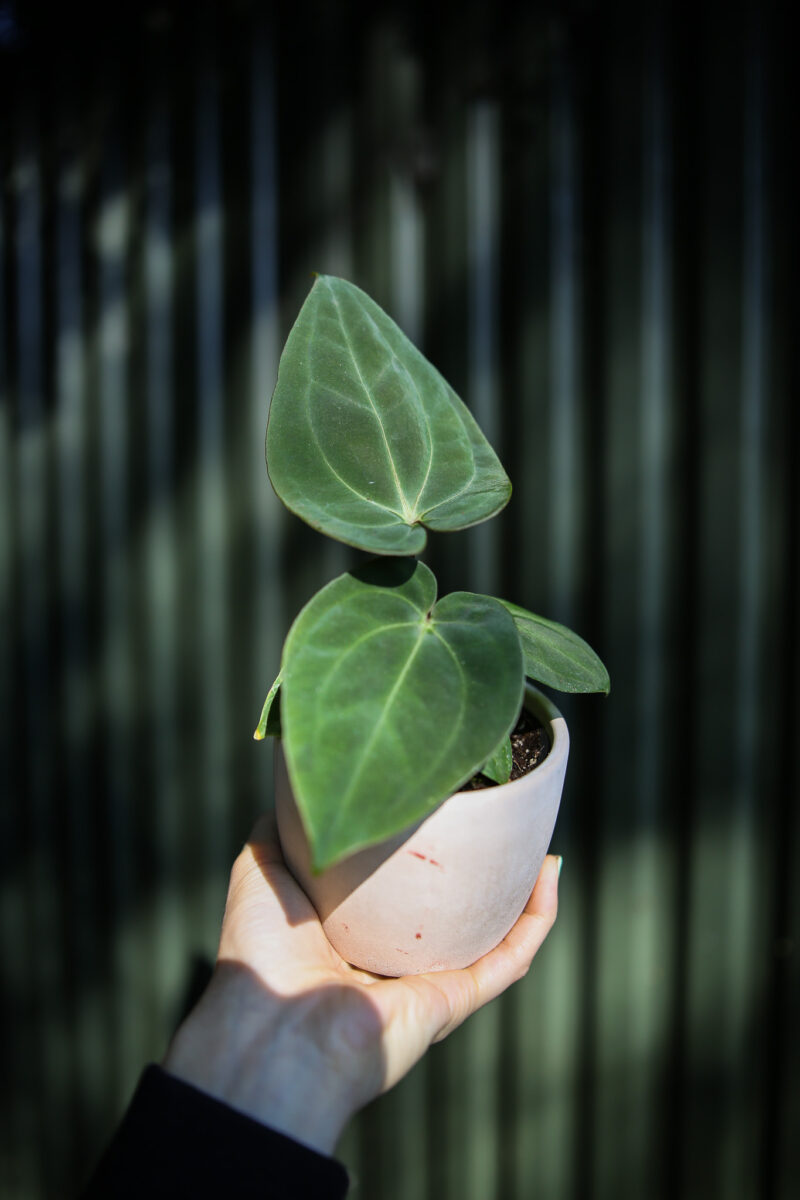 Anthurium Forgetii x Anthurium Papillilaminum