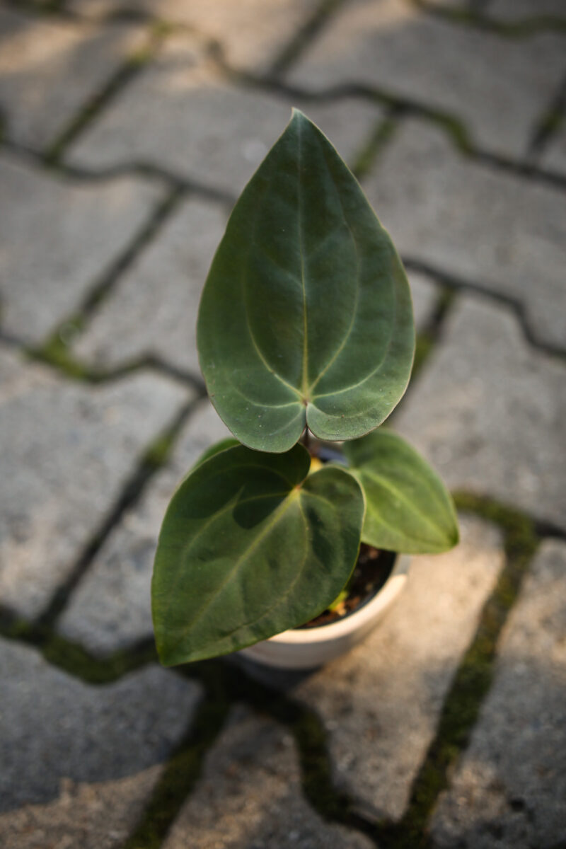 Anthurium Forgetii x Anthurium Papillilaminum