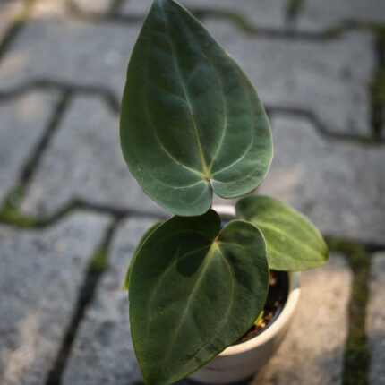 Anthurium Forgetii x Anthurium Papillilaminum