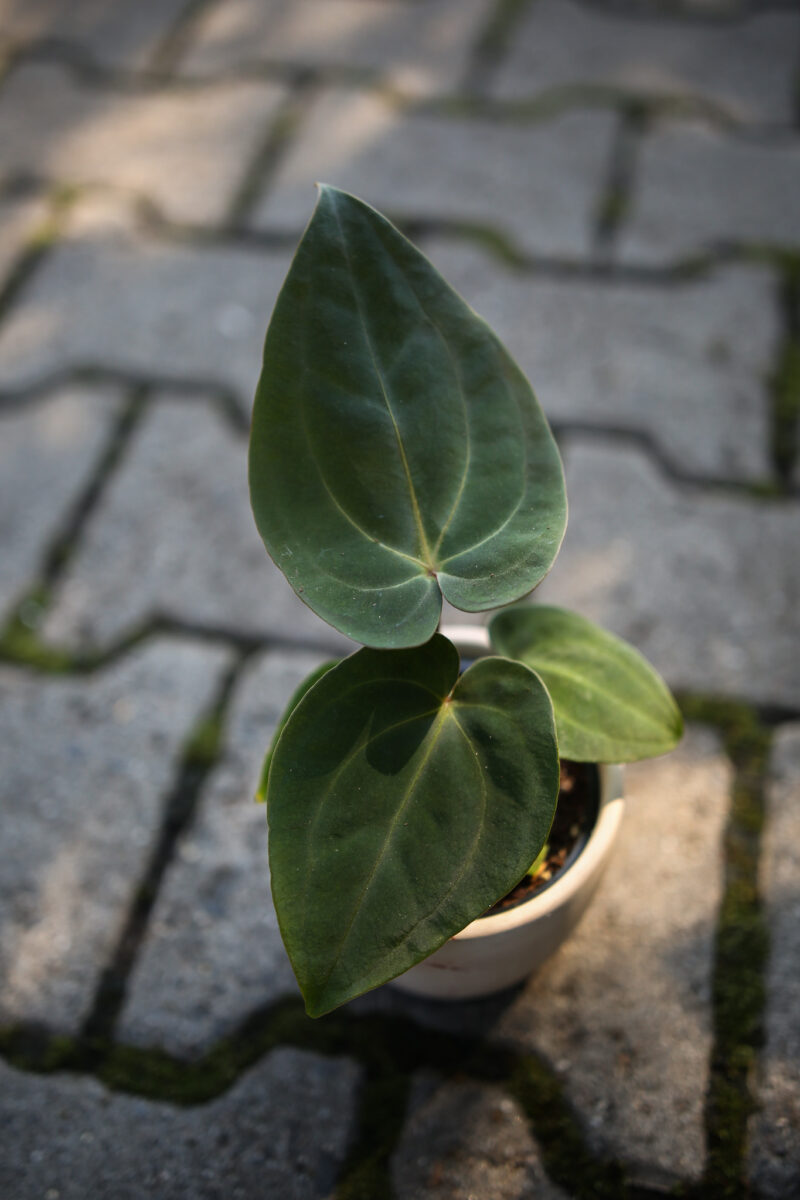 Anthurium Forgetii x Anthurium Papillilaminum