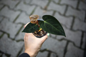 Anthurium Regale x Anthurium Papillilaminum