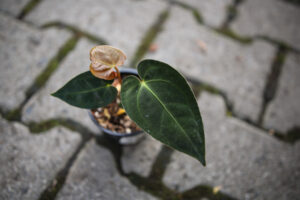 Anthurium Regale x Anthurium Papillilaminum