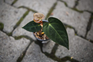 Anthurium Regale x Anthurium Papillilaminum