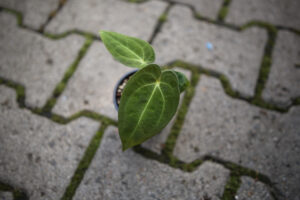 Anthurium Silver Blush x Anthurium Papillilaminum