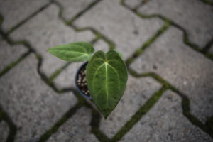 Anthurium Silver Blush x Anthurium Papillilaminum