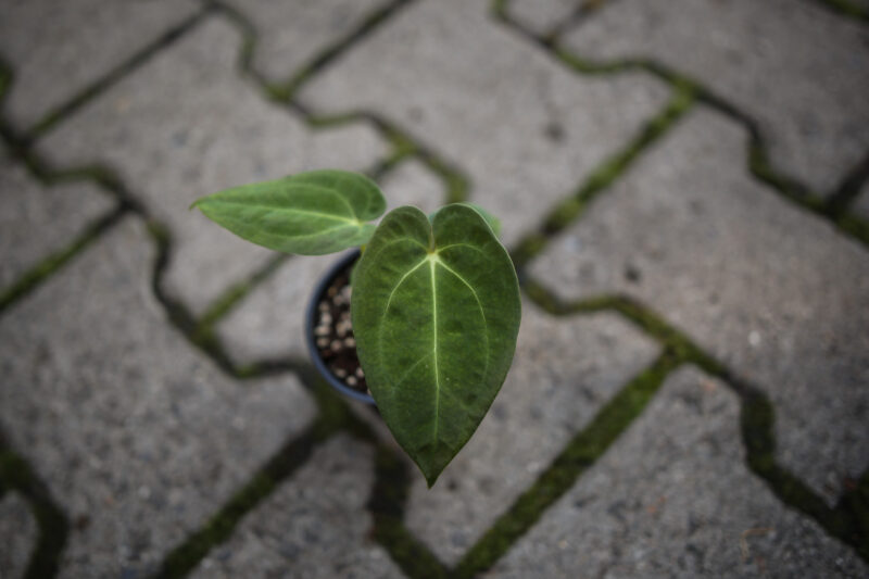 Anthurium Silver Blush x Anthurium Papillilaminum