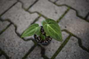 Anthurium Silver Blush x Anthurium Papillilaminum