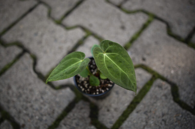 Anthurium Silver Blush x Anthurium Papillilaminum