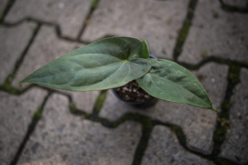 Anthurium Nigrolaminum Gigi x Anthurium Dressleri