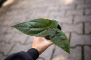 Anthurium Nigrolaminum Gigi x Anthurium Dressleri