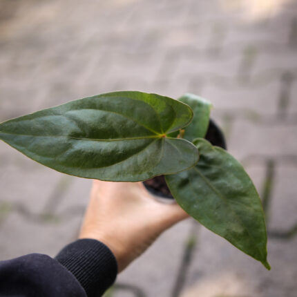 Anthurium Nigrolaminum Gigi x Anthurium Dressleri