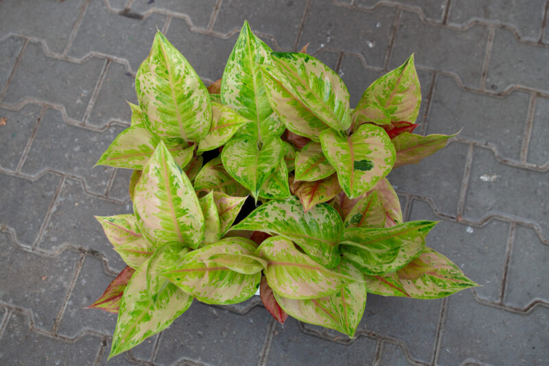 Aglaonema Pastella
