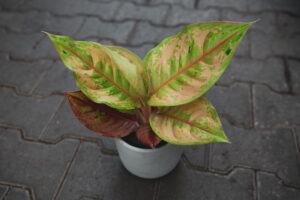 Aglaonema Pastella