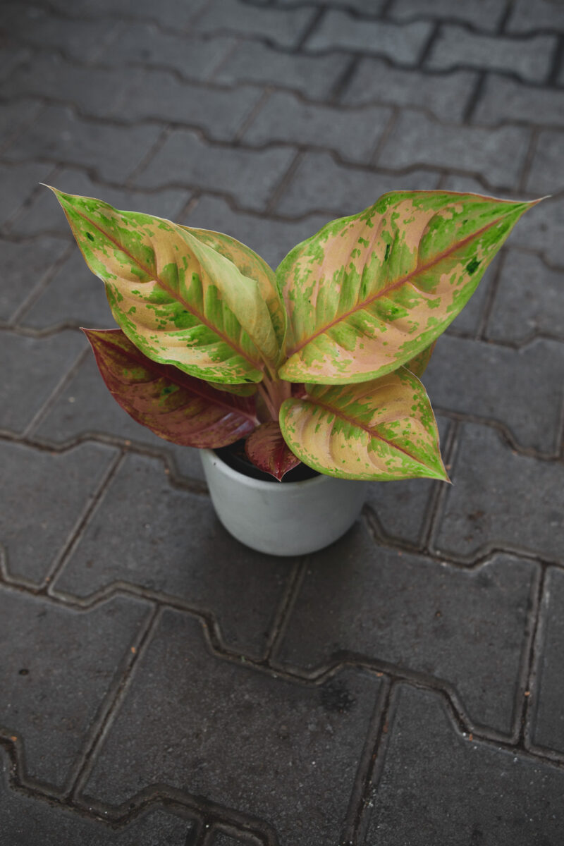 Aglaonema Pastella