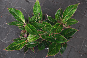 Aglaonema Jungle Light