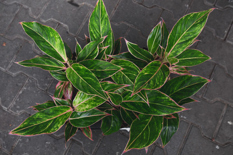 Aglaonema Jungle Light