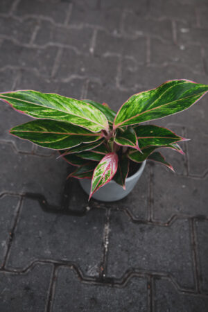 Aglaonema Jungle Light