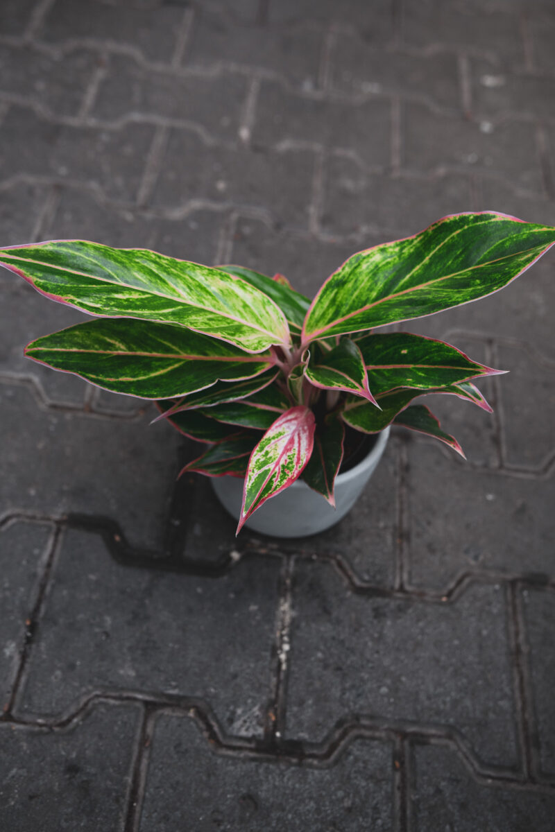 Aglaonema Jungle Light