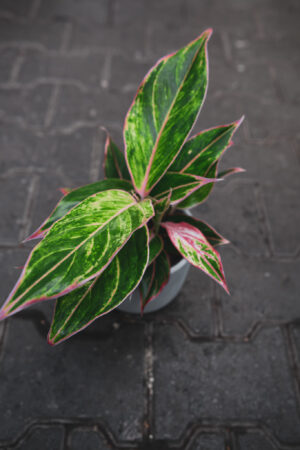 Aglaonema Jungle Light
