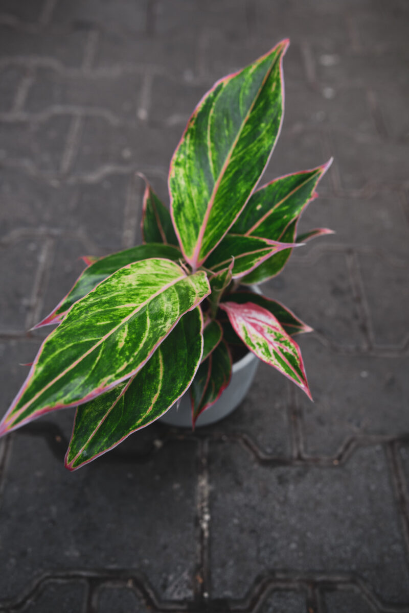 Aglaonema Jungle Light
