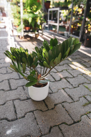 Zamia furfuracea – Sagowiec jamajski