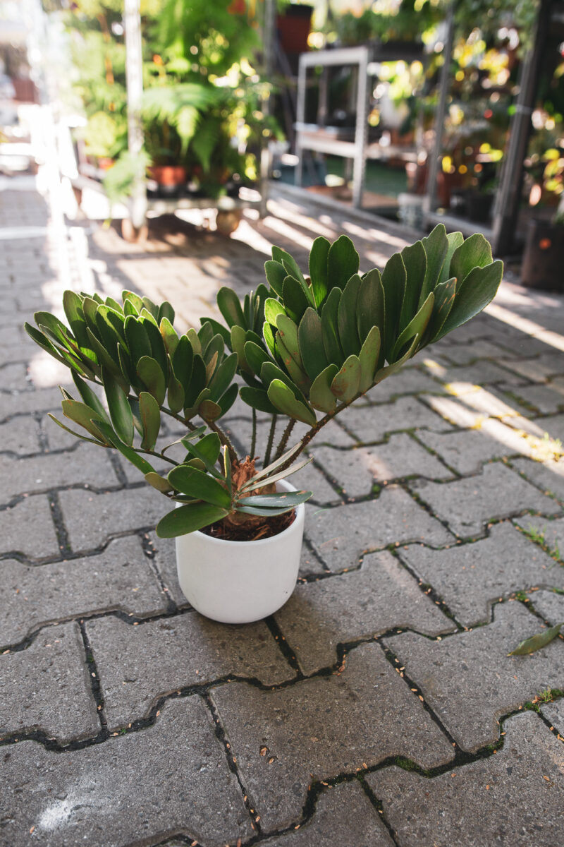 Zamia furfuracea – Sagowiec jamajski