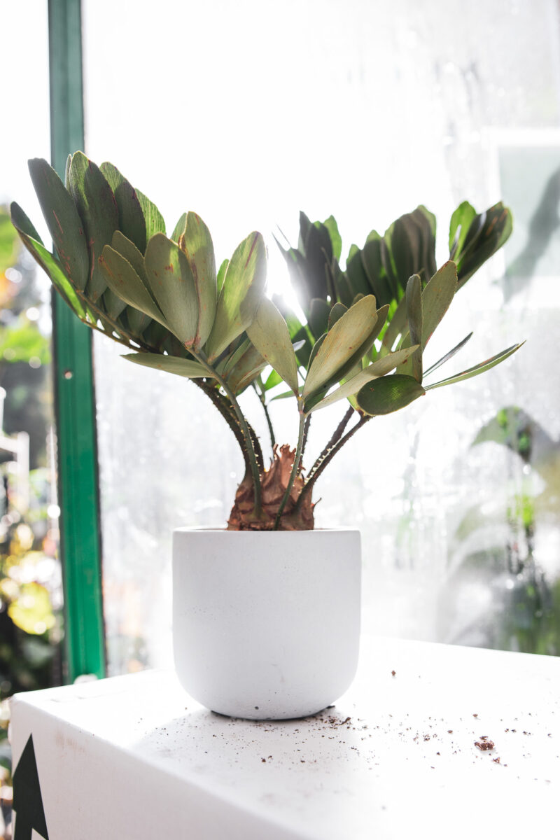 Zamia furfuracea – Sagowiec jamajski Zamia furfuracea – Sagowiec jamajski