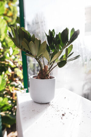 Zamia furfuracea – Sagowiec jamajski