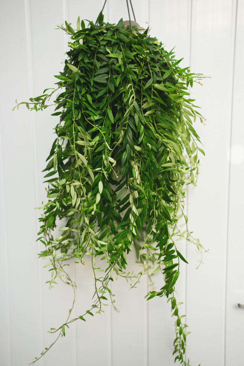 aeschynanthus japhrolepis – Eszynantus