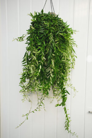 aeschynanthus japhrolepis – Eszynantus