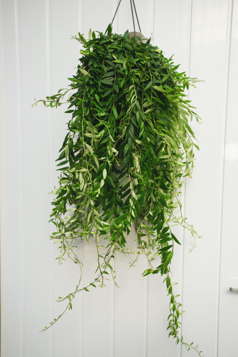 aeschynanthus japhrolepis – Eszynantus