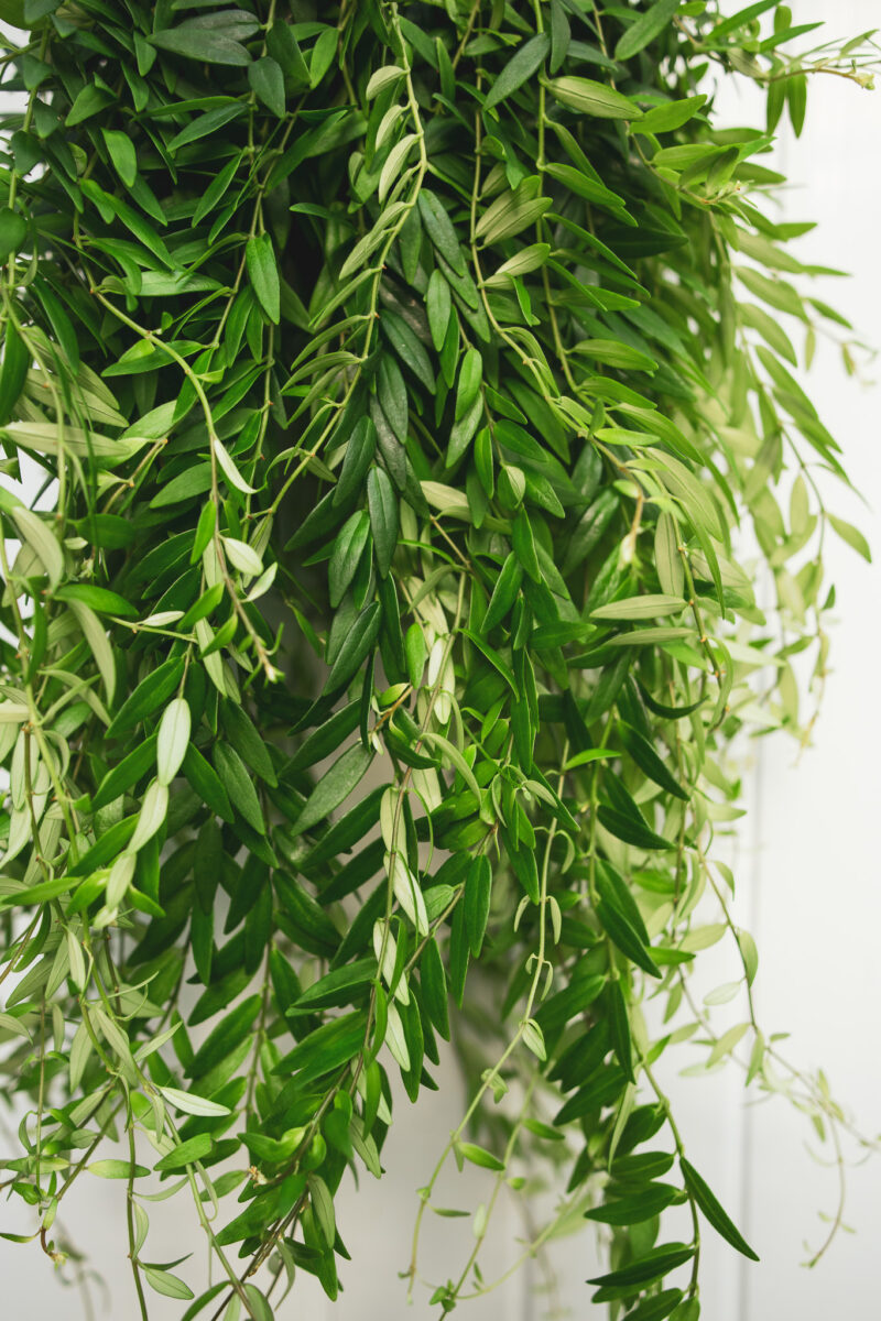 aeschynanthus japhrolepis – Eszynantus