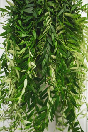 aeschynanthus japhrolepis – Eszynantus