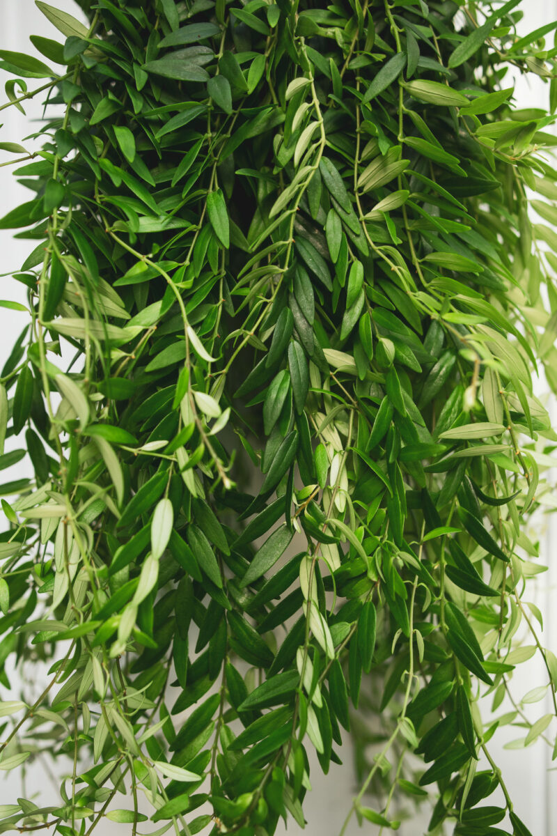 aeschynanthus japhrolepis – Eszynantus